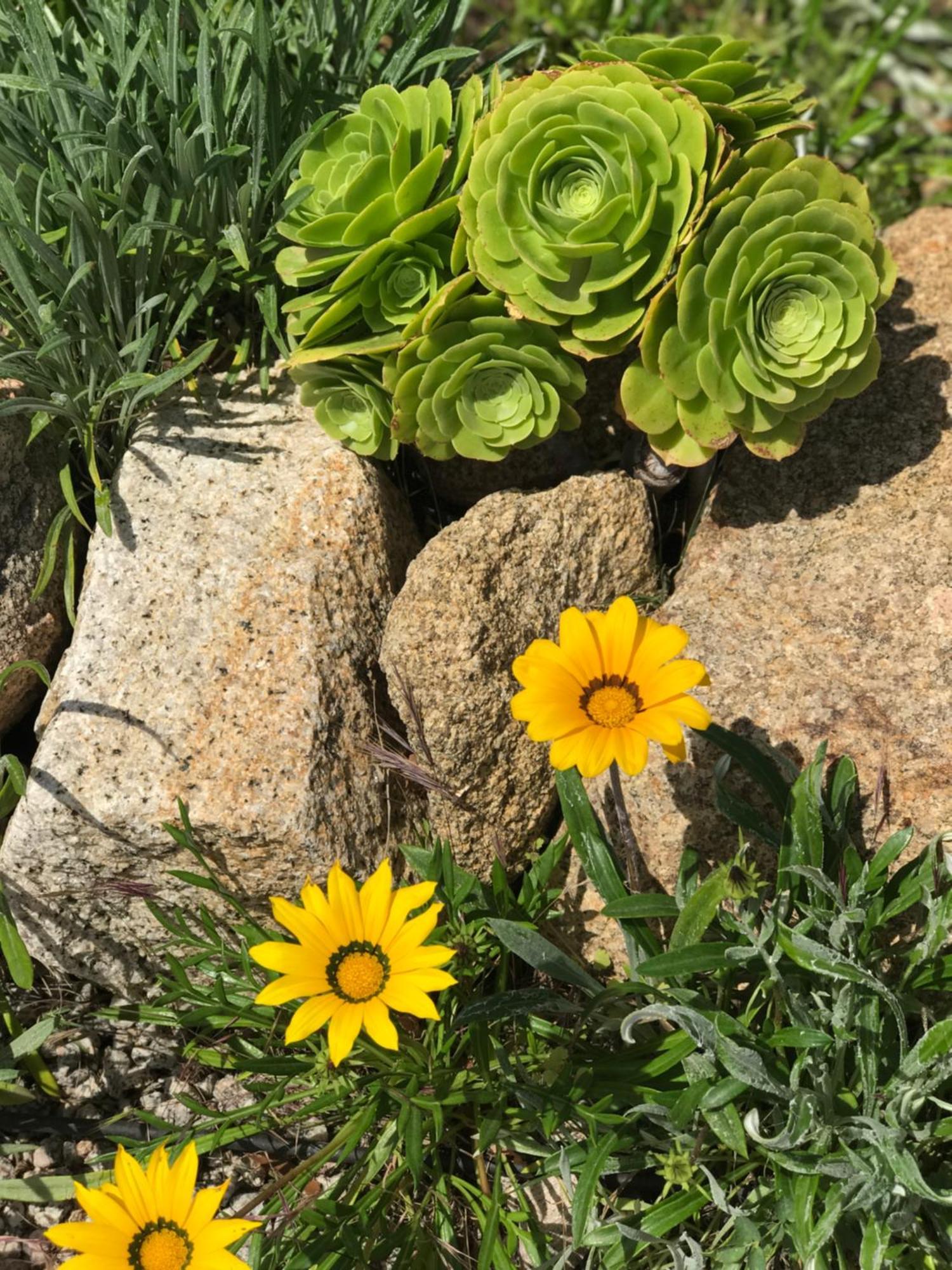 Fiore Di Machja Coti-Chiavari  Buitenkant foto