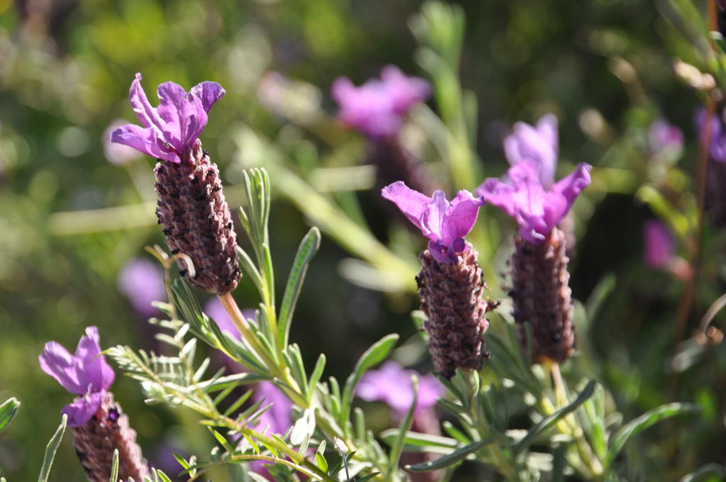 Fiore Di Machja Coti-Chiavari  Buitenkant foto